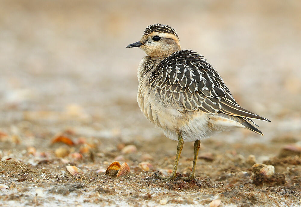 Pluvier guignard1ère année, identification