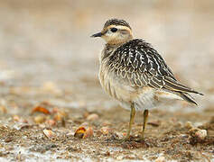 Eurasian Dotterel