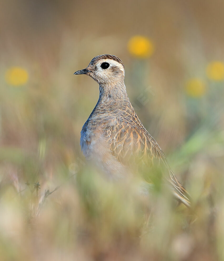 Eurasian Dotterel, identification