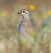 Eurasian Dotterel