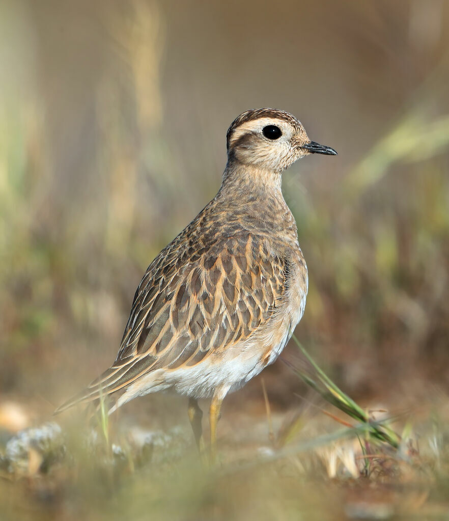 Eurasian DotterelSecond year, identification