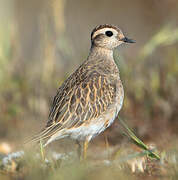 Eurasian Dotterel