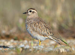 Eurasian Dotterel