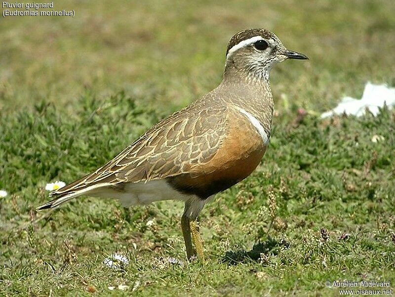 Eurasian Dotterel