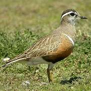 Eurasian Dotterel