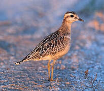 Eurasian Dotterel