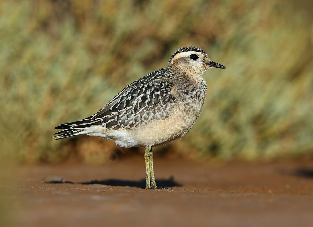 Pluvier guignard1ère année, identification