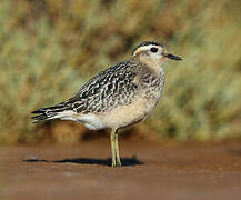 Eurasian Dotterel