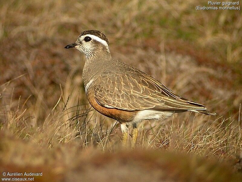 Eurasian Dotterel