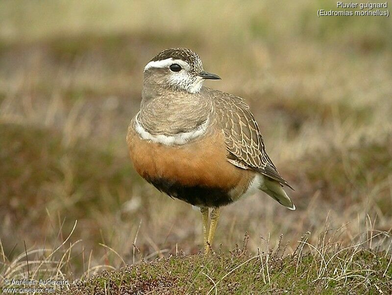 Eurasian Dotterel