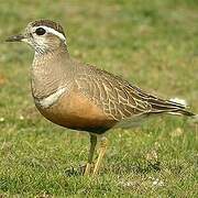 Eurasian Dotterel