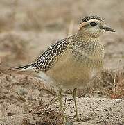 Eurasian Dotterel