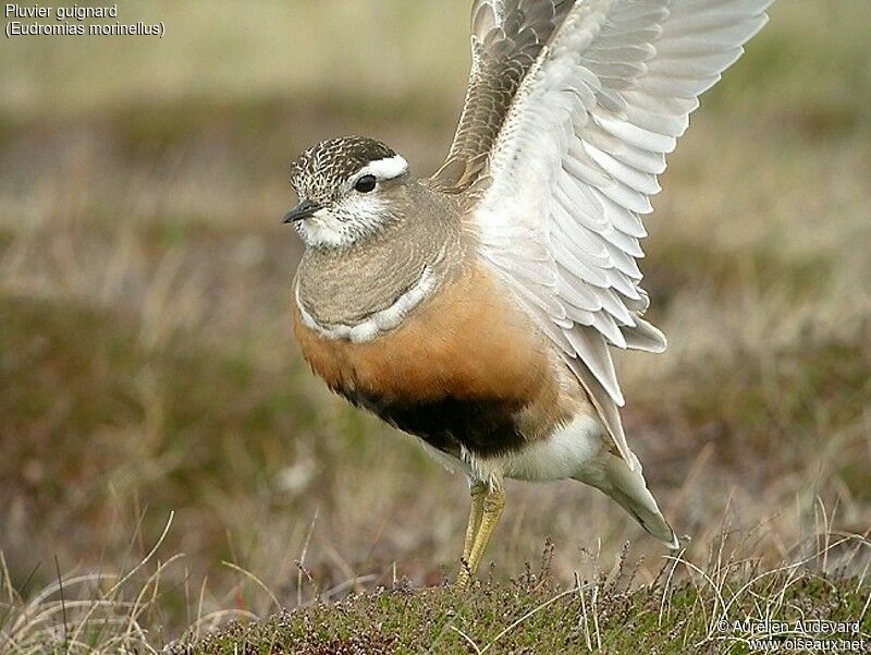 Eurasian Dotterel