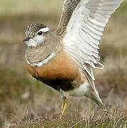 Eurasian Dotterel