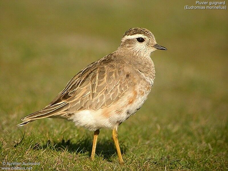 Eurasian Dotterel