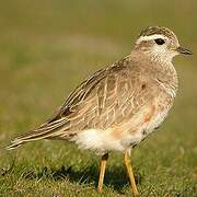 Eurasian Dotterel