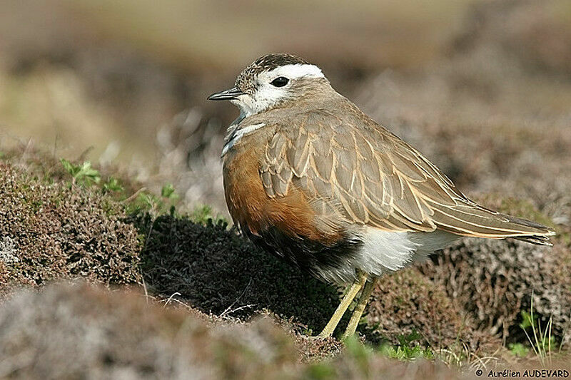 Eurasian Dotterel