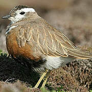 Eurasian Dotterel