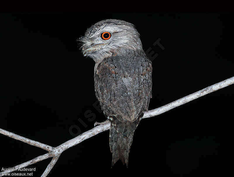 Tawny Frogmouth male adult, Behaviour
