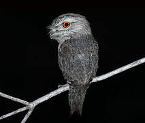 Tawny Frogmouth