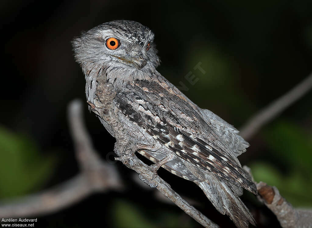 Podarge gris mâle adulte, identification