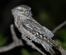 Tawny Frogmouth