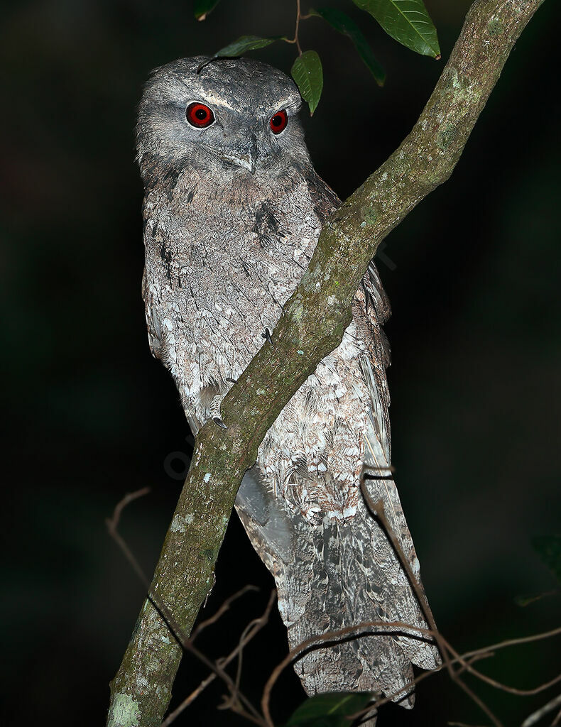 Podarge papouadulte, identification