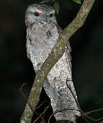 Papuan Frogmouth