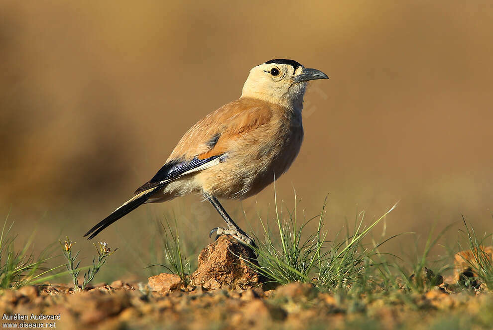 Mongolian Ground Jayadult, identification