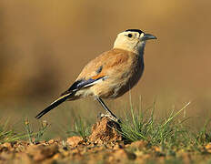 Henderson's Ground Jay