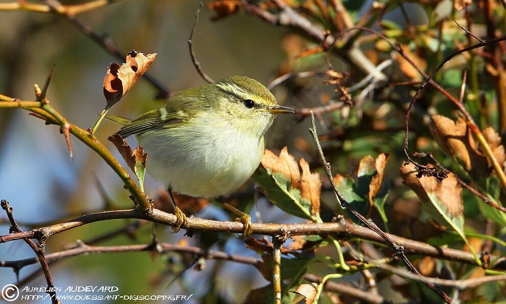 Yellow-browed Warbler