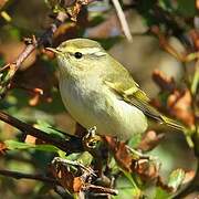 Yellow-browed Warbler