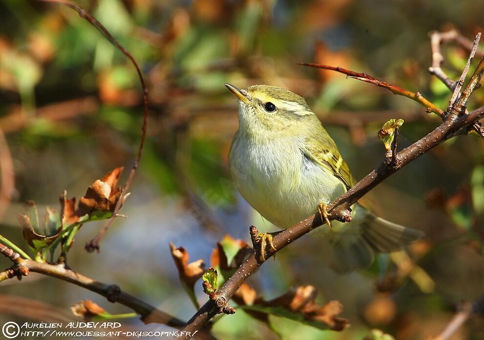 Yellow-browed Warbler