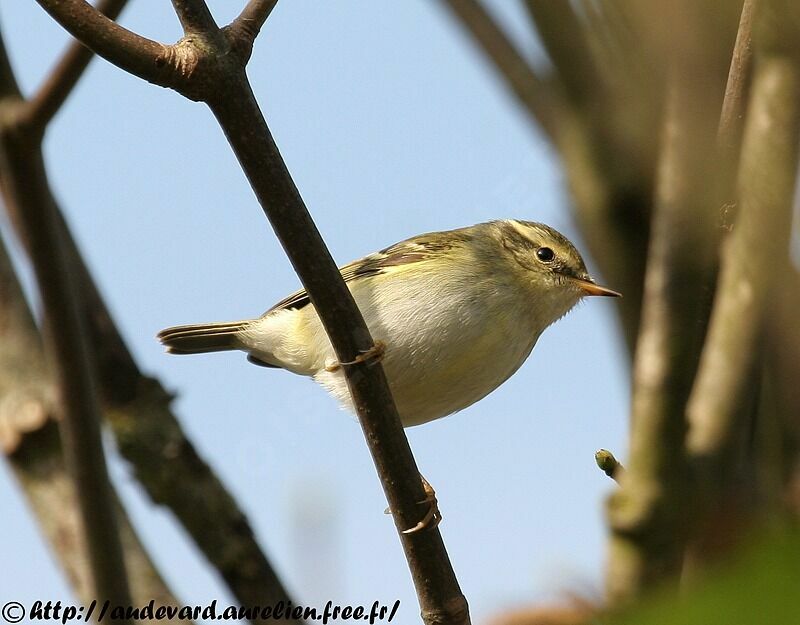 Yellow-browed Warblerjuvenile