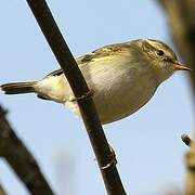 Yellow-browed Warbler