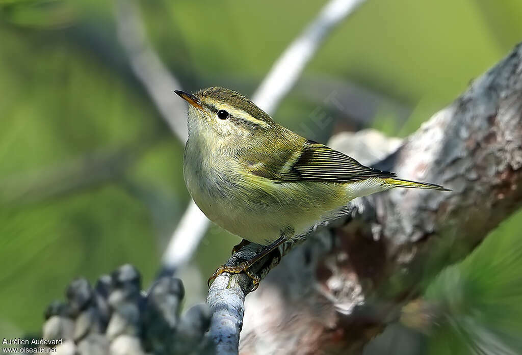 Pouillot à grands sourcils1ère année, identification