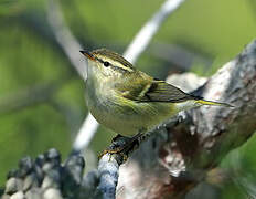 Yellow-browed Warbler