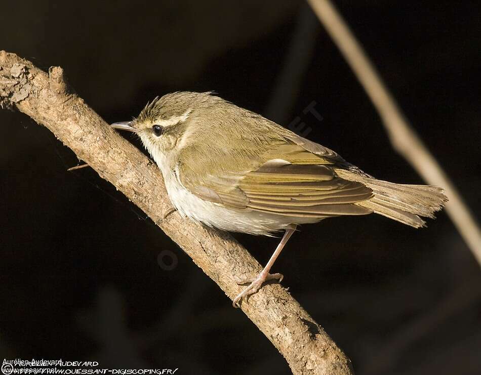 Pale-legged Leaf Warbler, identification