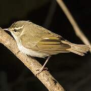 Pale-legged Leaf Warbler