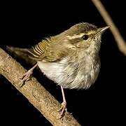 Pale-legged Leaf Warbler