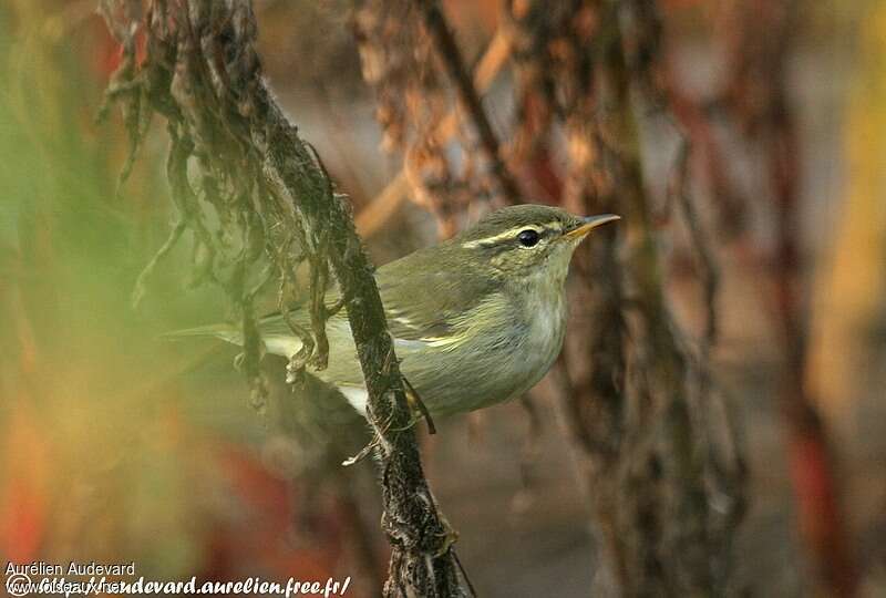 Arctic Warbler, close-up portrait