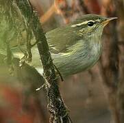 Arctic Warbler