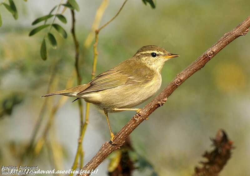 Arctic Warbler, identification