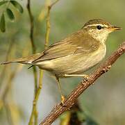 Arctic Warbler