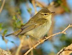 Arctic Warbler