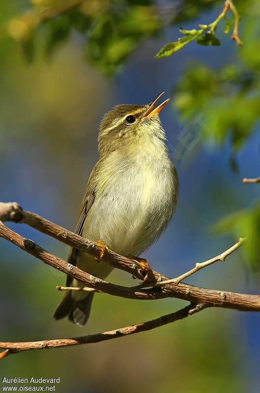 Arctic Warbler male adult breeding, song