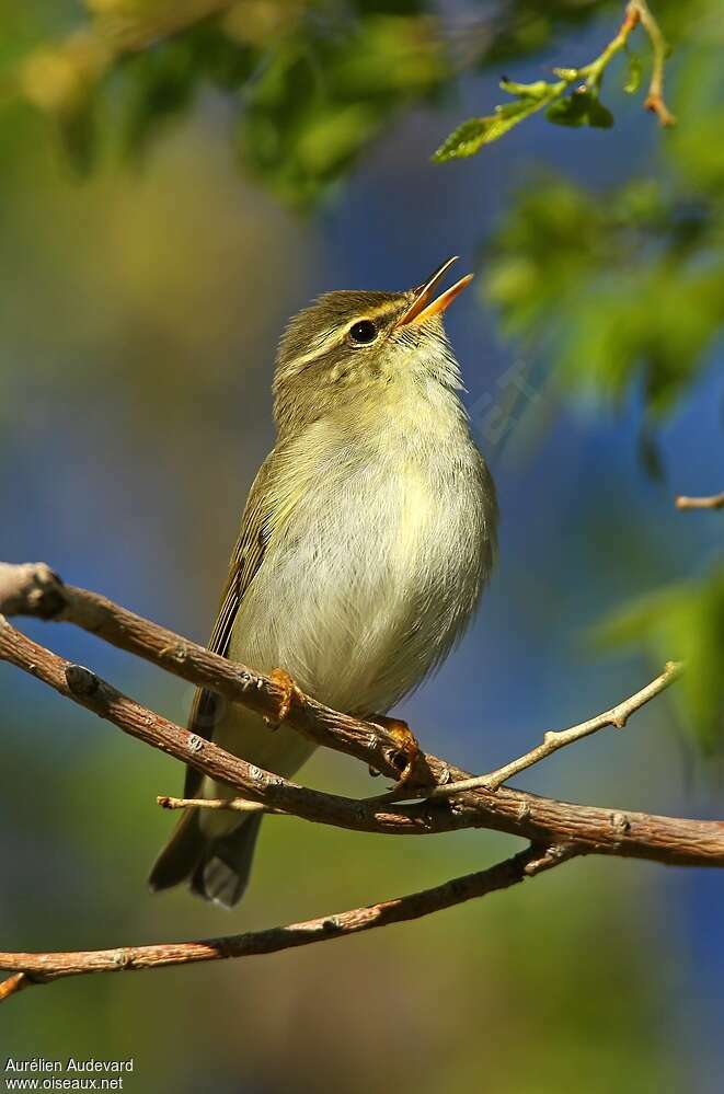 Arctic Warbler male adult breeding, song