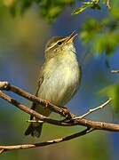 Arctic Warbler