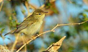 Arctic Warbler