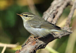 Arctic Warbler